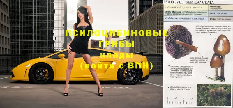 Галлюциногенные грибы GOLDEN TEACHER  Весьегонск 